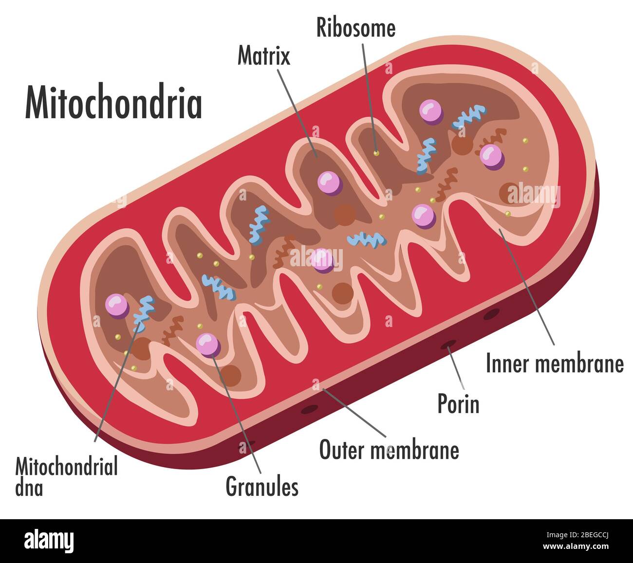 Free Mitochondria Schematic Icons Symbols Images Biorender