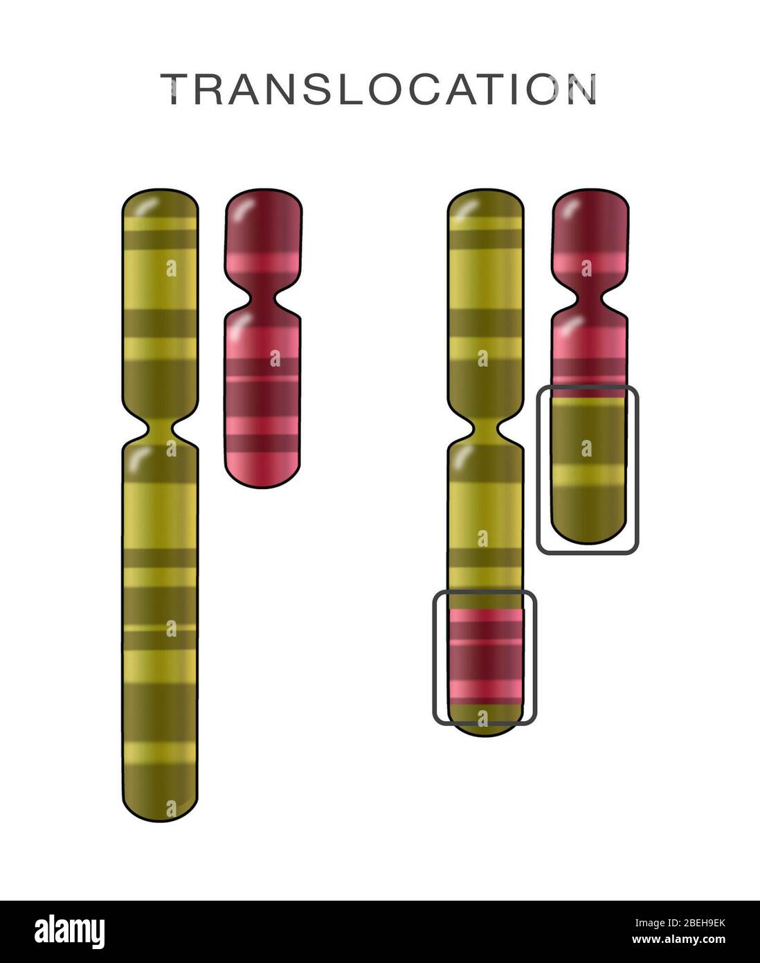 The Translocation Of Cd In Rice Plant And The Effect Of Ca And Mg On