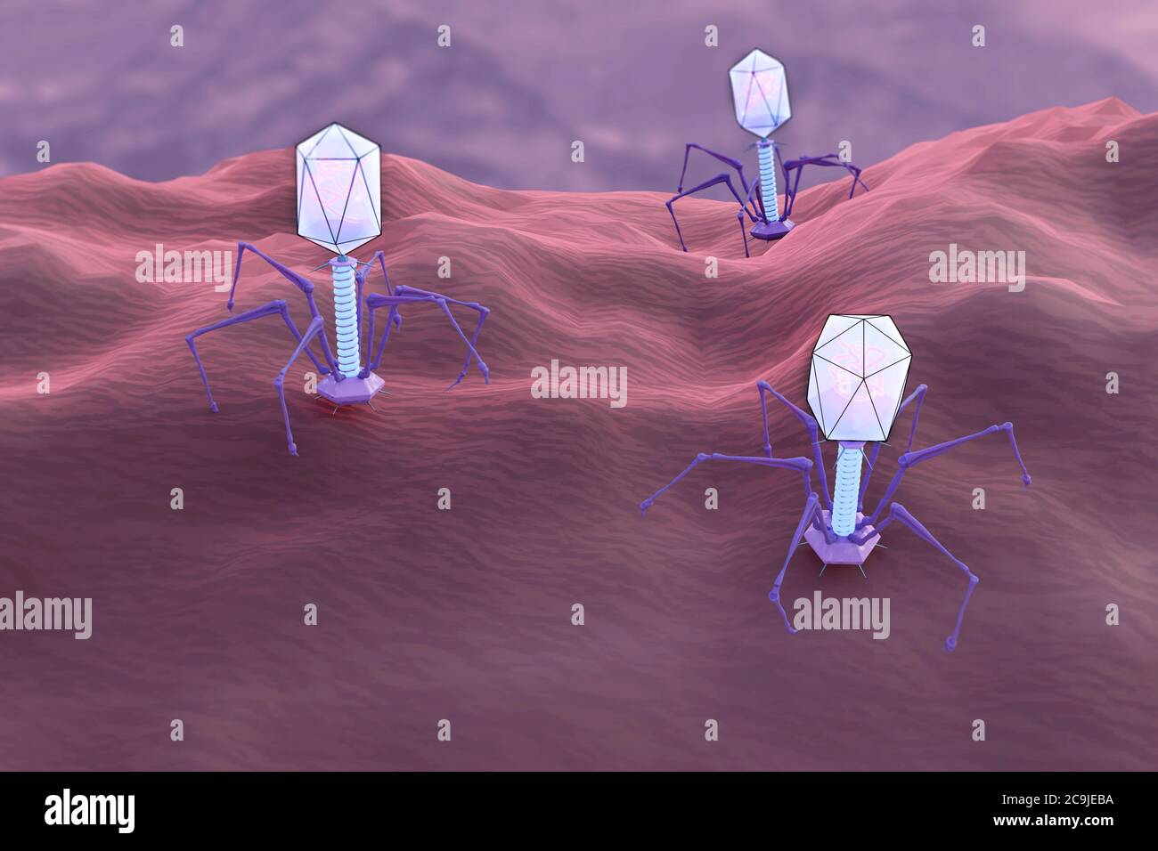 Bacteriophages Youtube