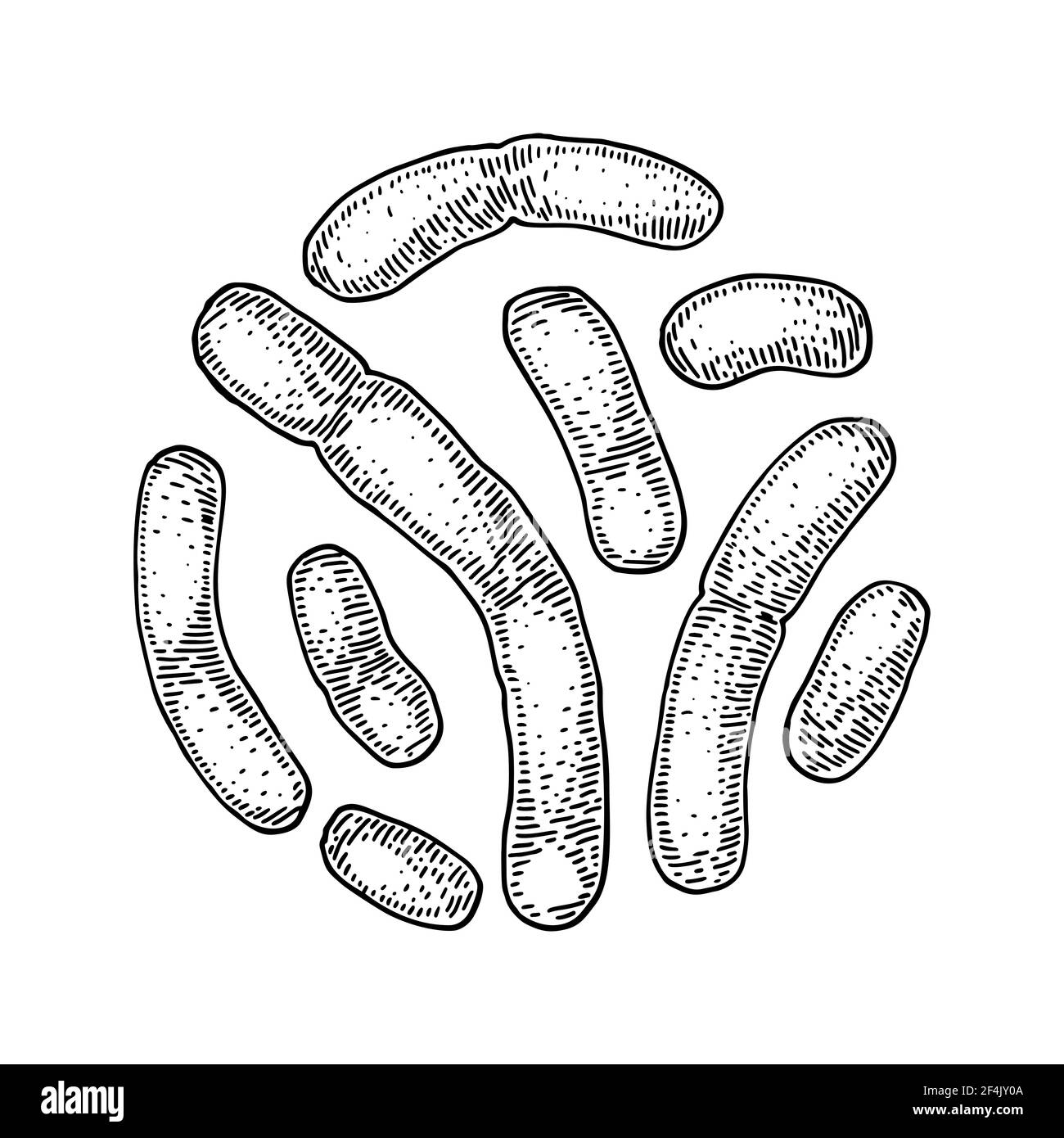 Lactobacillus Acidophilus Why Lactobacillus Is A Good Bacteria And