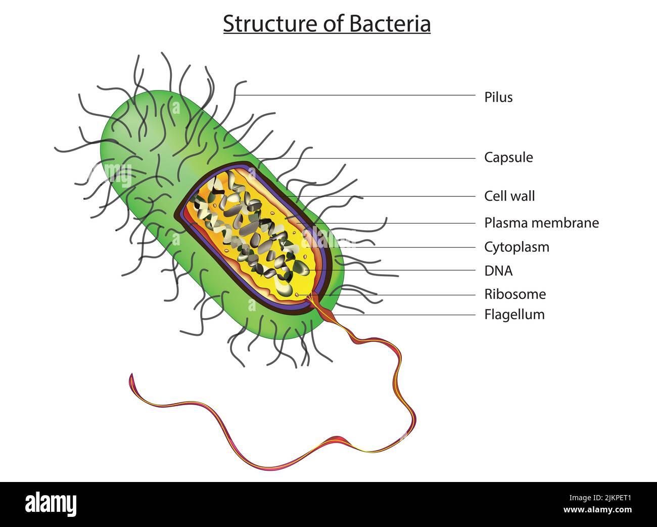 Bacteria Cell Wall Structure
