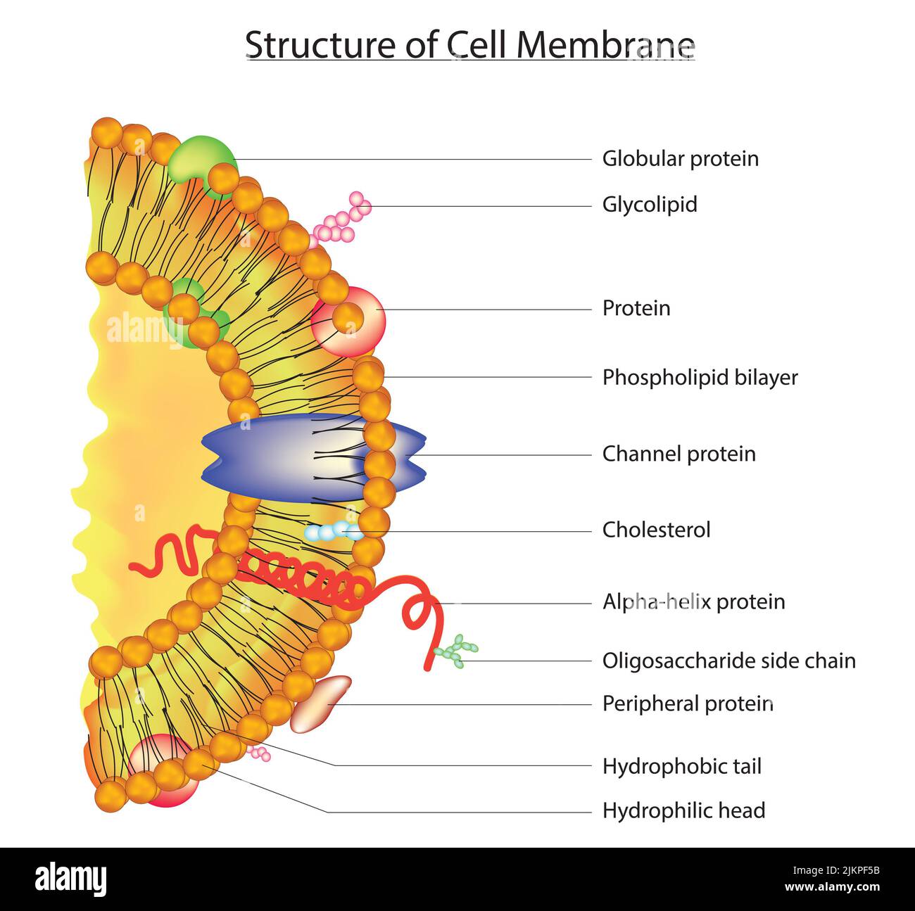 Membrane Permeability 2 5 5 Flashcards Quizlet