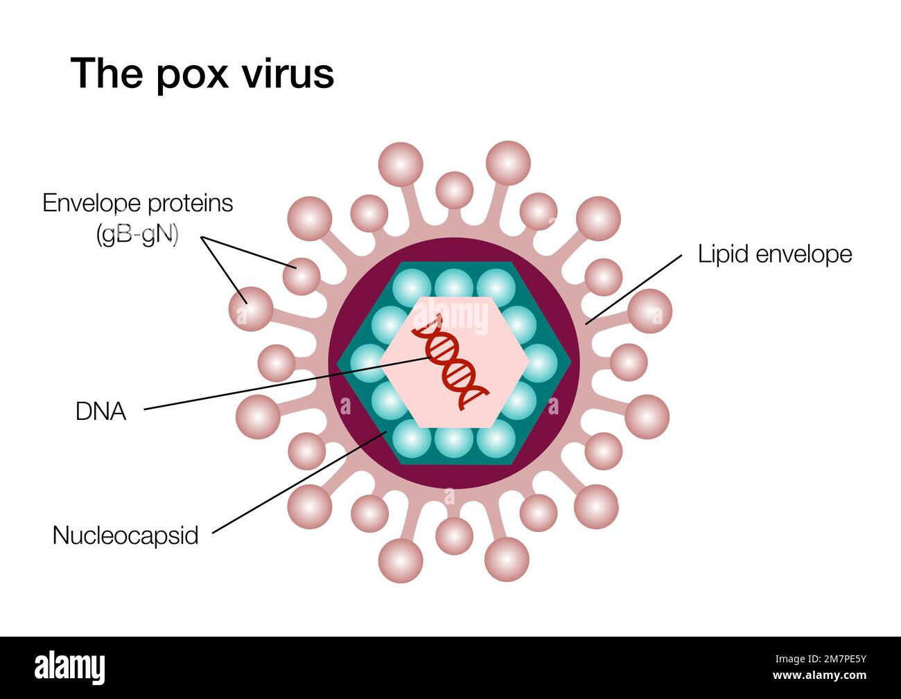Poxvirus Structure Determined By Cryo Em And Alpahafold Biotechniques