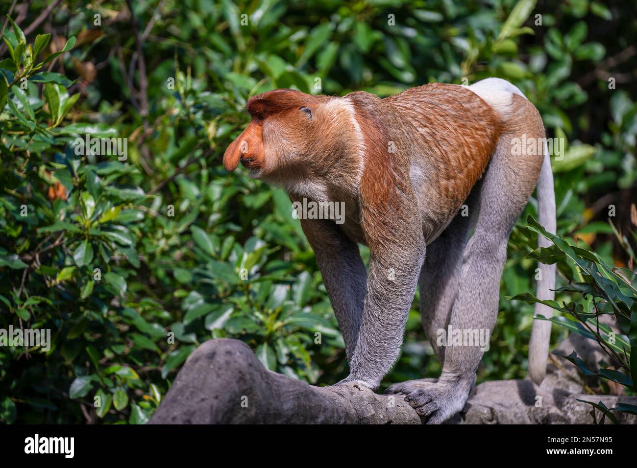Pdf Helminth Parasites Occurrence In Wild Proboscis Monkeys Nasalis