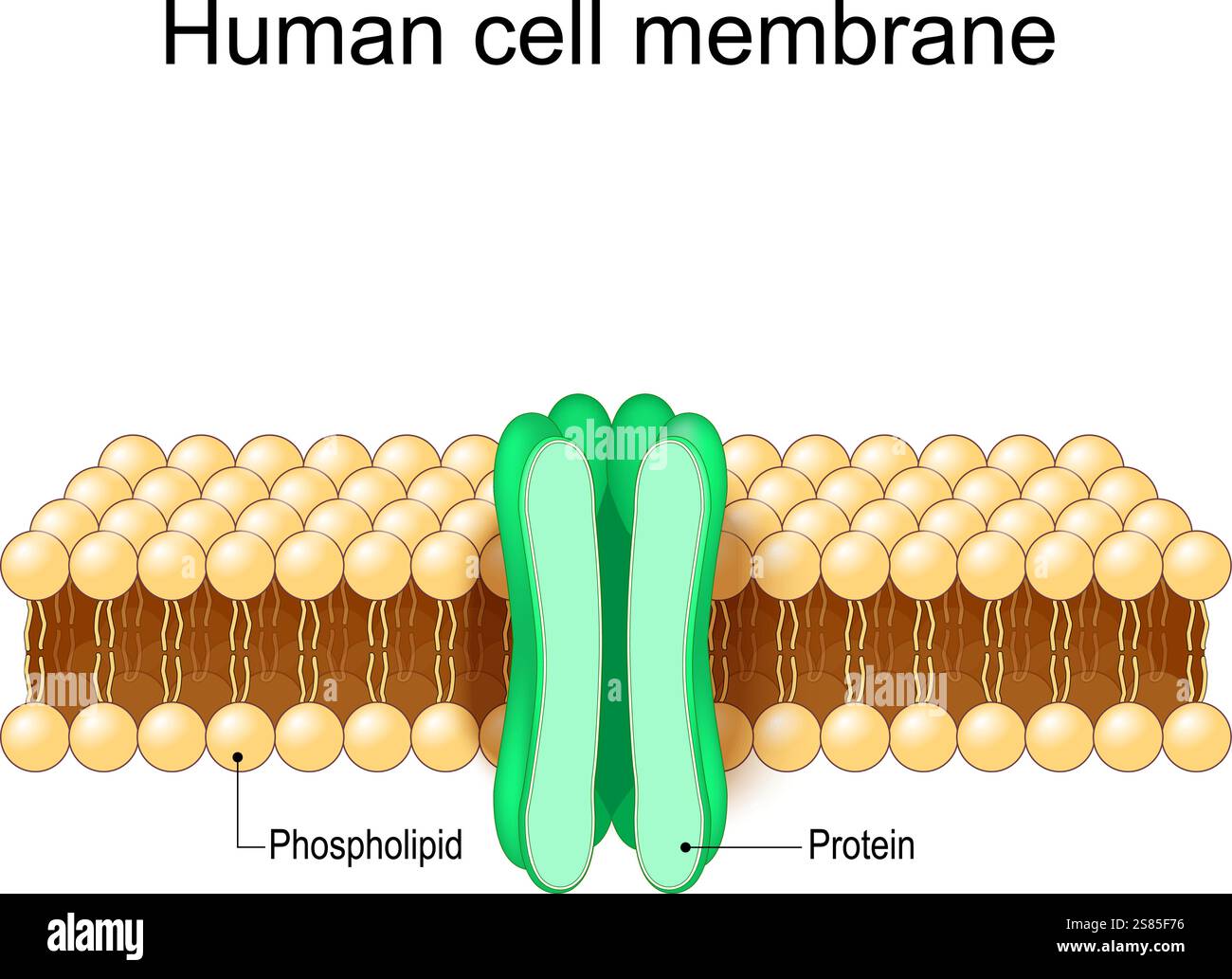 Membrane Proteins Made By Teachers