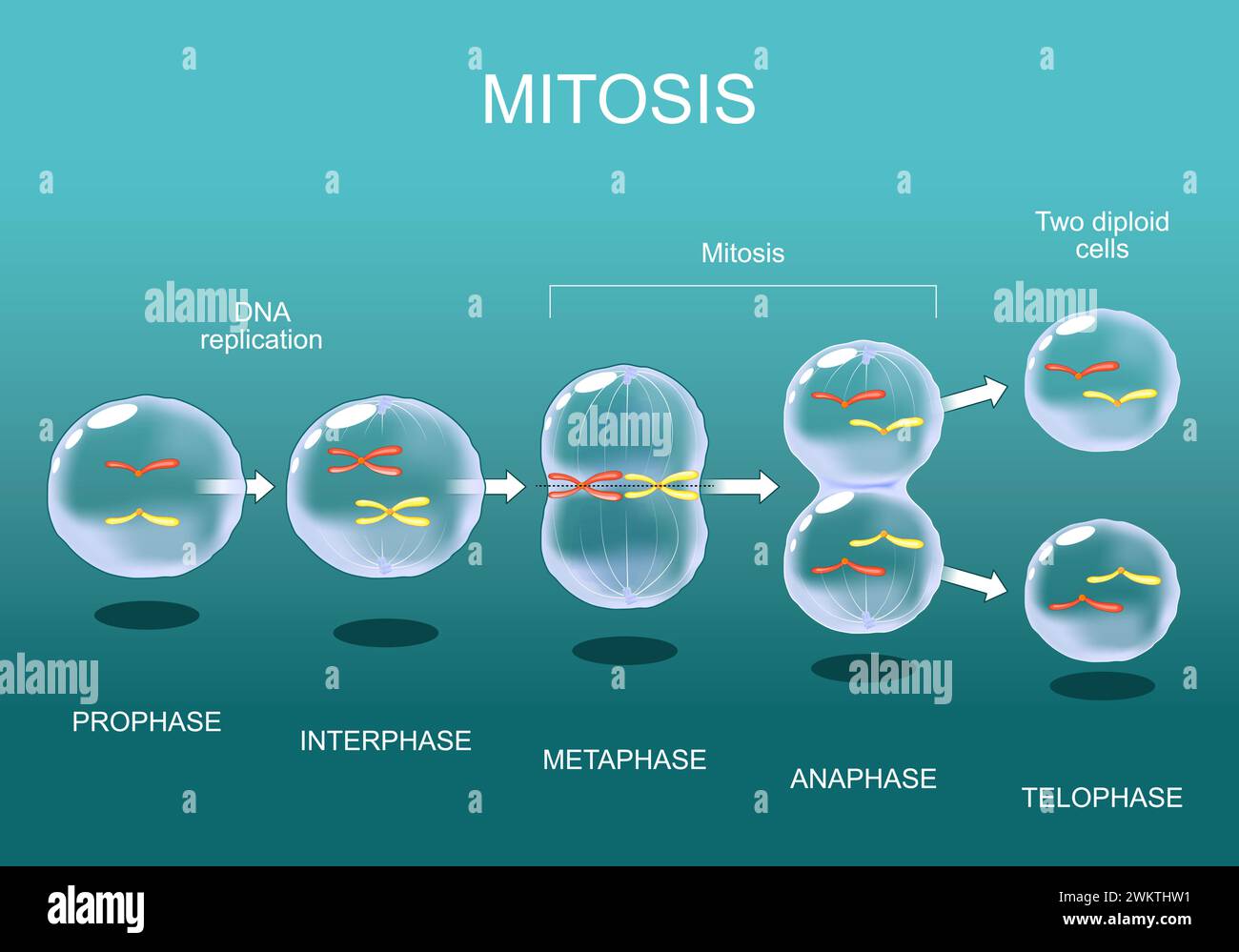 Mitosis Phases