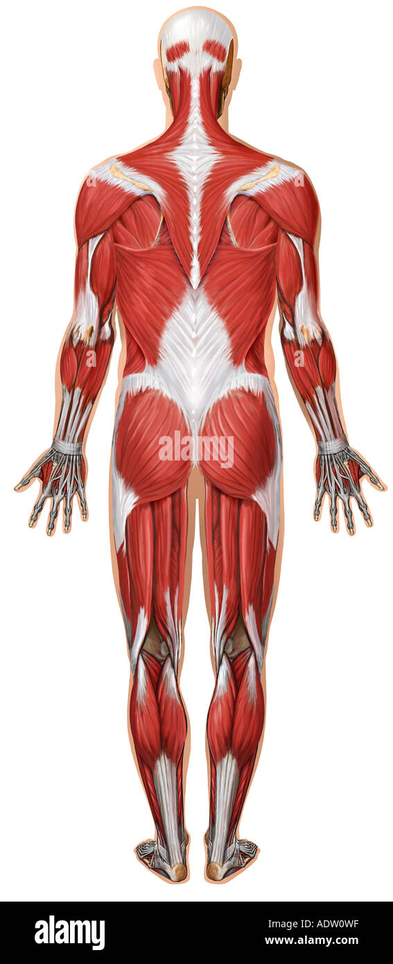 A Posterior Predictions From Reinforcement Learning Model Using The