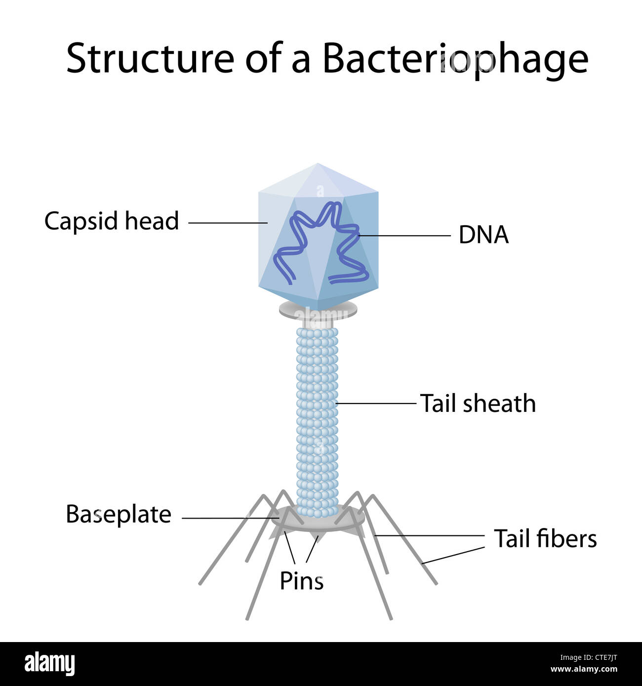 Bacteriophage 3d Model Turbosquid 2049240