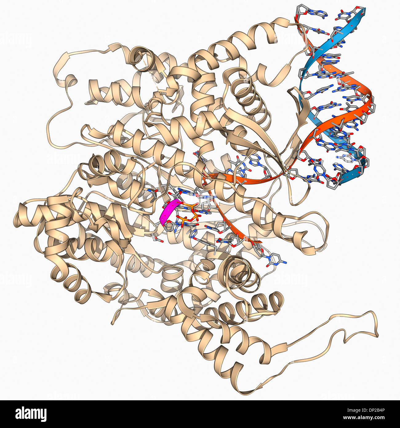 Polymerase Chain Reaction Pcr Working Types Applications Danaher