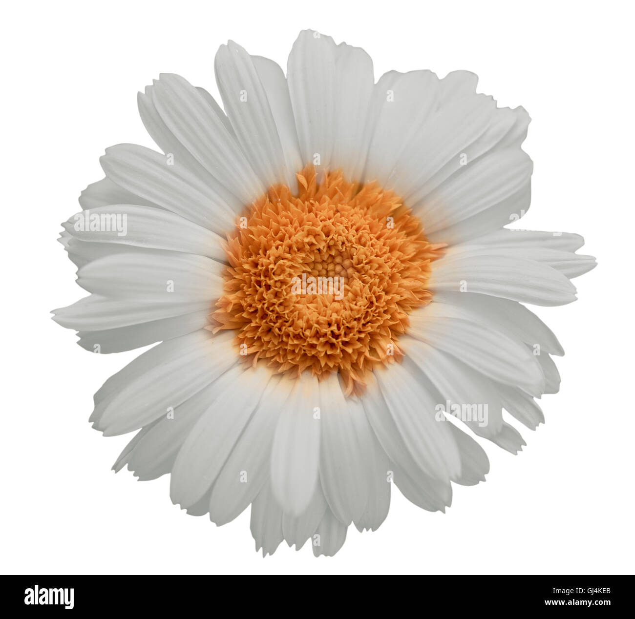 Large Gully In Northern Argyre Planitia Mars Beautiful Mars