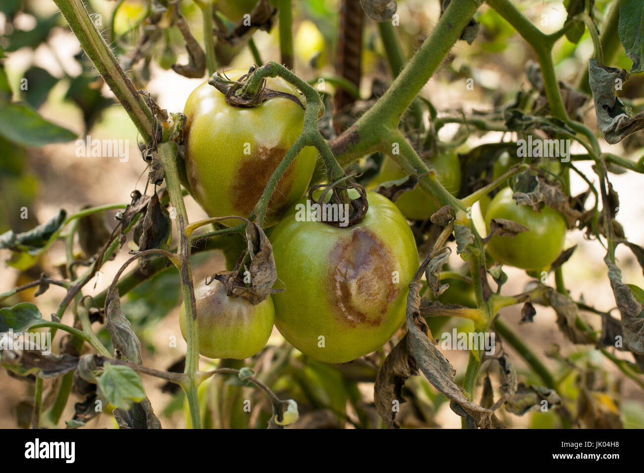 Occurrences Of Phytophthora Infestans On Potato And Tomato From 2006 To