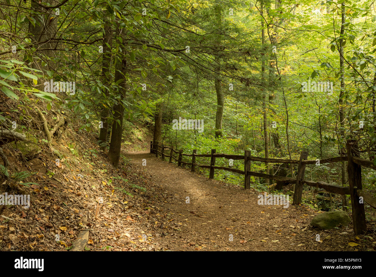 Pathway Analysis The Pathway Proposed Was Deduced From In Silico