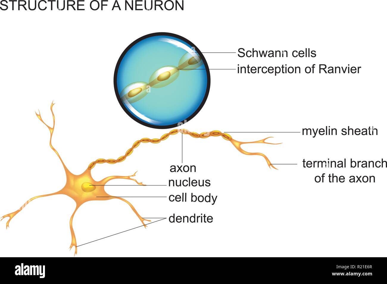 Neuron Diagram With Labels