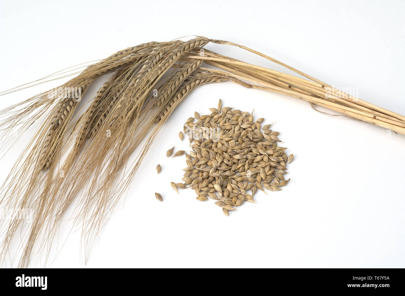 Response Of Hordeum Vulgare L Barley To Different Download