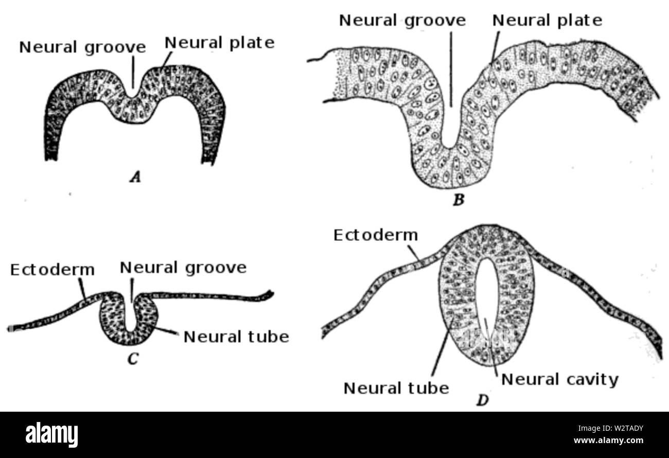 What Does The Neural Tube Give Rise To