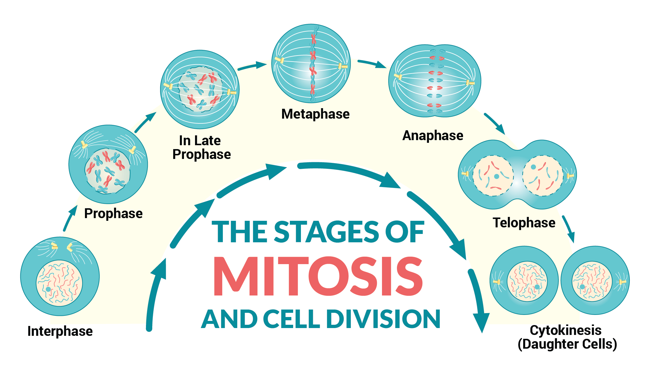Mitosis Cells Pdf