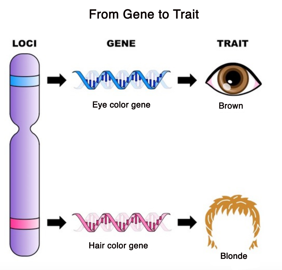 Gene Features Of Hbv Genome The Promoters Are Colored Light Blue Orfs
