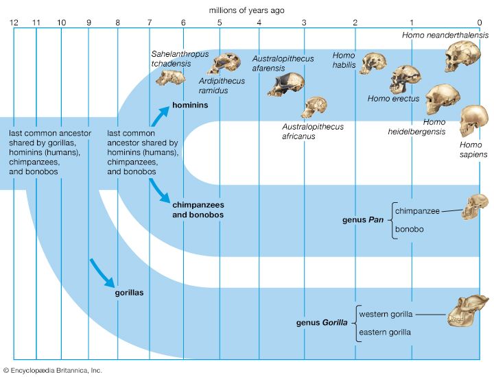 4 Time Evolution Of The Different Phenomena Occurring During Laser