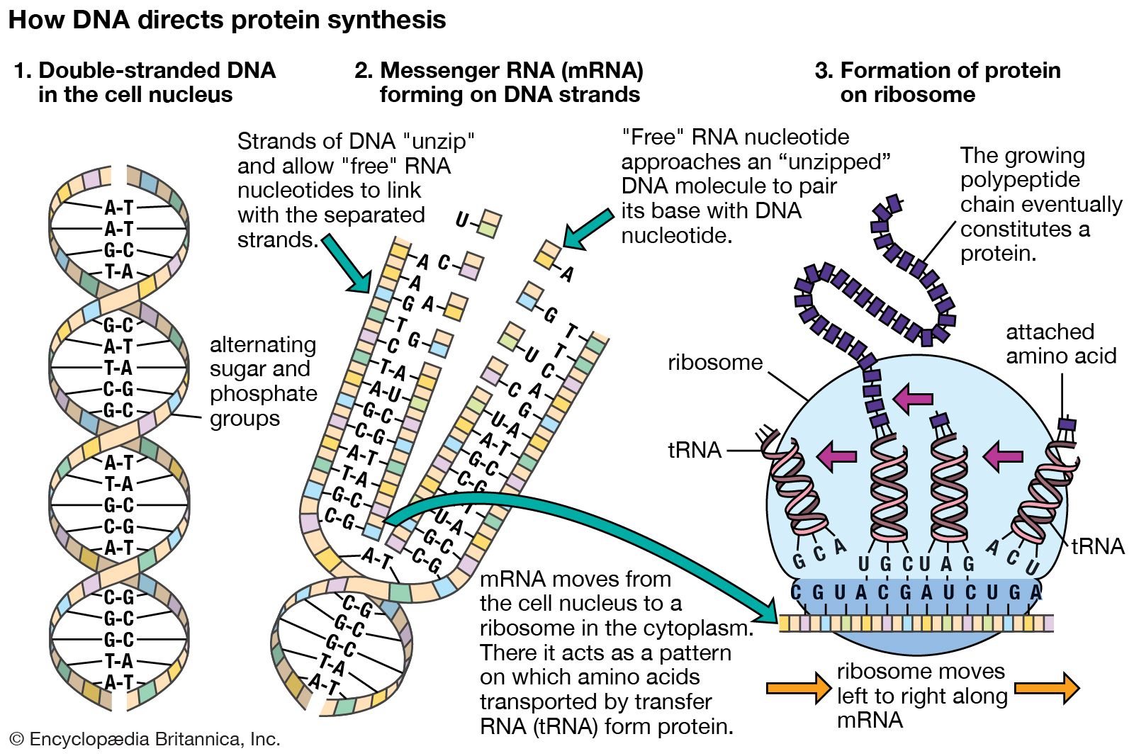 Rna Viruses Welcome To Dc Books
