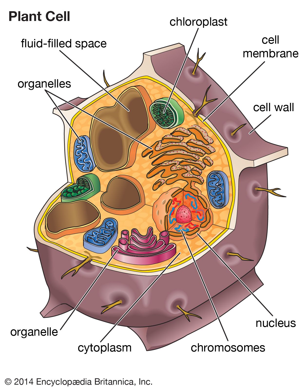 The Cell Adhesion Molecule Echinoid Functions As A Tumor Suppressor And