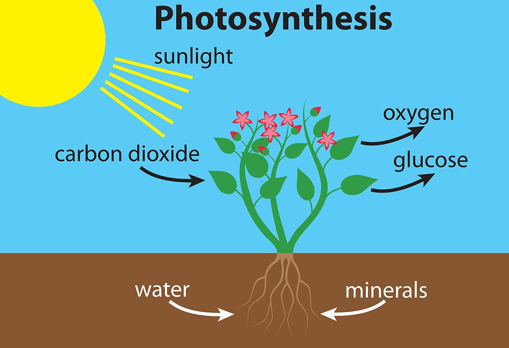 Photosynthesis 5 Proteins And Transport 4 Proteins Among These 9
