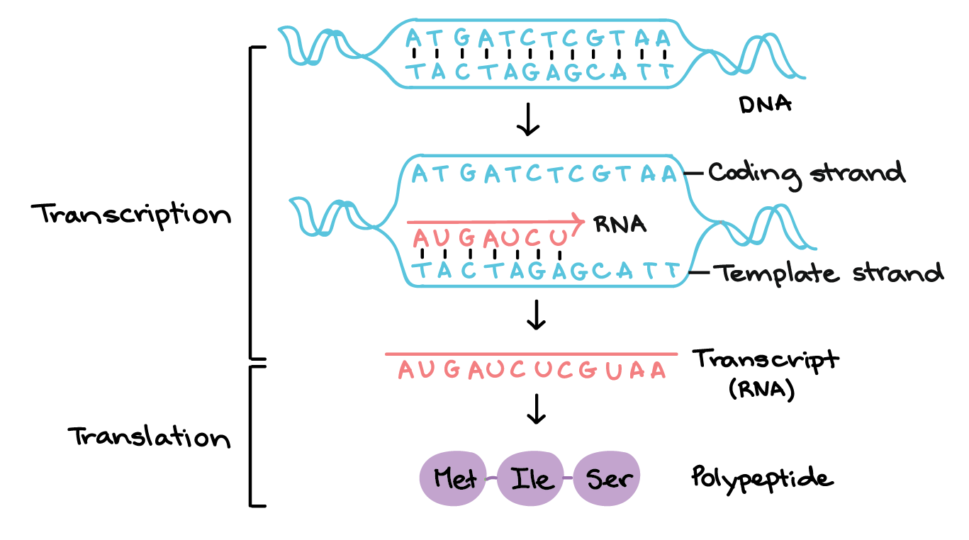 Transcription Factor Sp1 Functions As A Positive Regulator For Hctr1