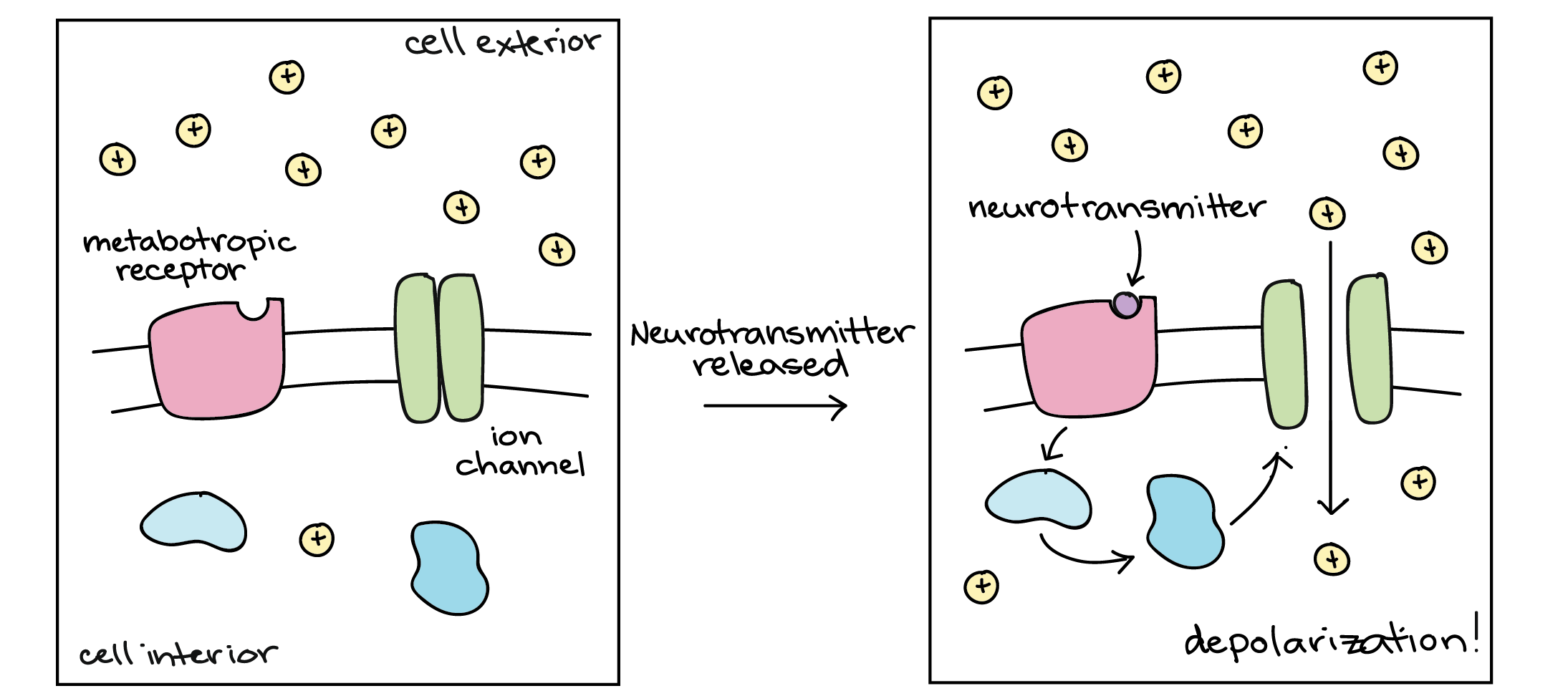 Receptors Cell Stock Illustration Illustration Of Magnification
