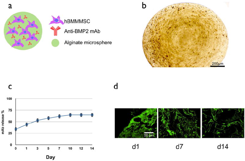 Figure 1 From Development Of Alginate Microspheres As Nystatin Carriers
