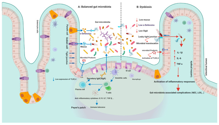 Bifidobacterium And The Intestinal Mucus Layer