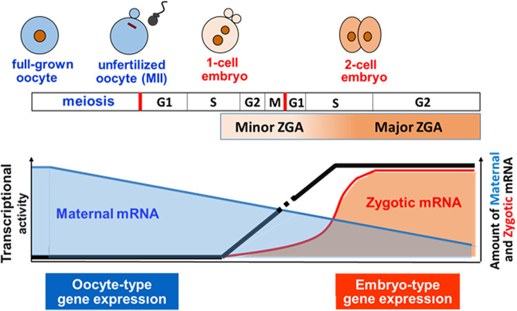 Zygotic Genome Activation In Vertebrates Ppt Download