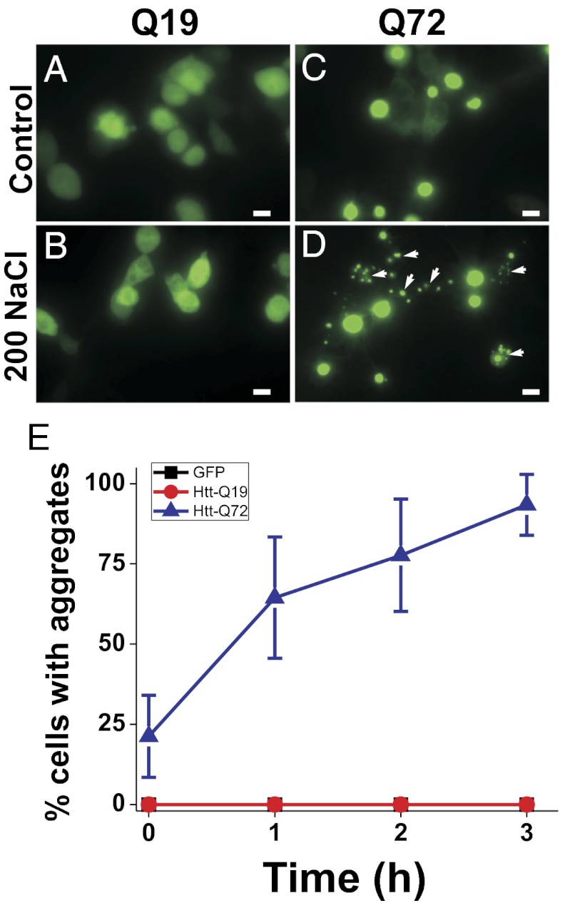 Higher Polyq Atxn3 Levels Correlate With Decreased Mobility And A