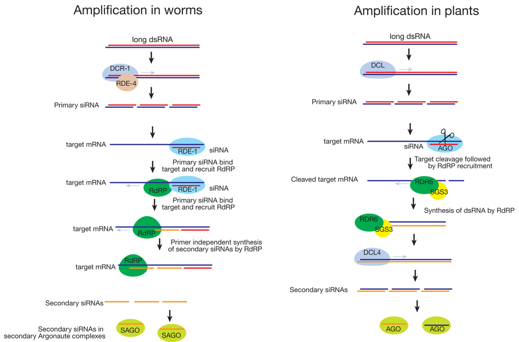 Solved Small Rnas Involved In Gene Silencing Sirnas Can Chegg Com