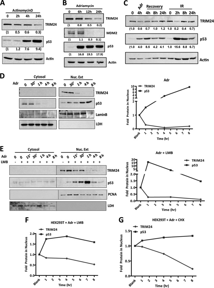 Trim323a Has Ubiquitinylation Activity For Mycn But Induces