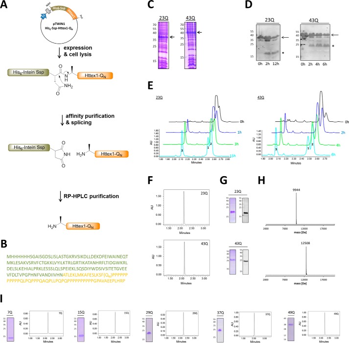 Huntingtin As An Essential Integrator Of Intracellular Vesicular