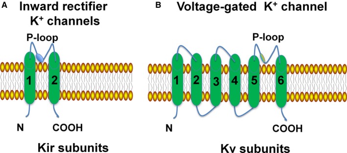 Characterization Of Atp Sensitive Potassium Channels In Stage 7 Cells