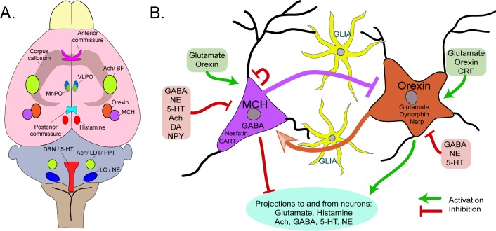 Homomeric And Heteromeric Interactions Of Insomniac Family Members A