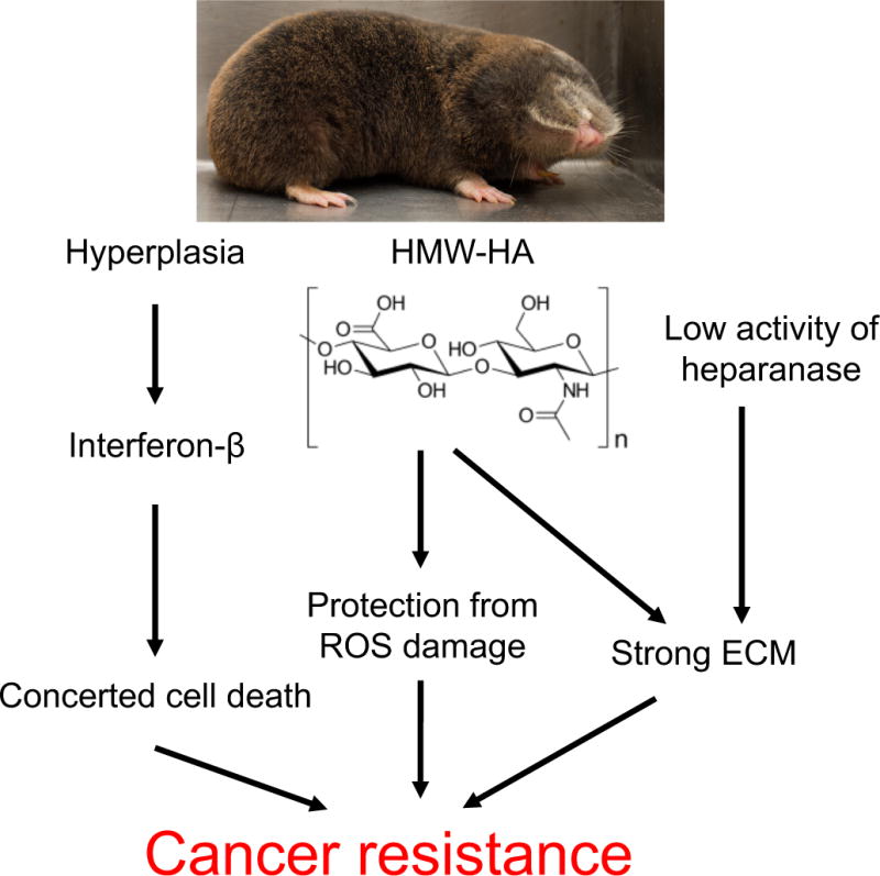 Mechanisms Underlying The Induction Of Rlrs Signaling By Radiotherapy
