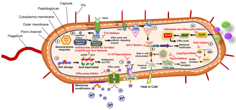 In Situ Monitoring Of Bacteria Under Antimicrobial Stress Using 31p
