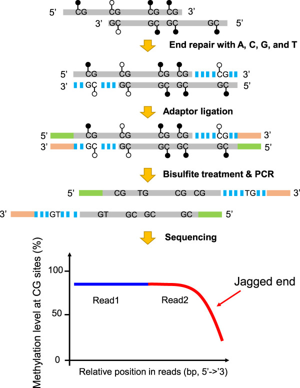 Jagged1 And Jagged2 But Not Delta1 And Delta3 Mrna Are Expressed In