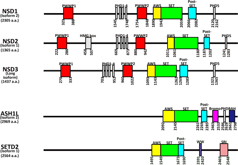 Unique And Shared Roles For Histone H3k36 Methylation States In