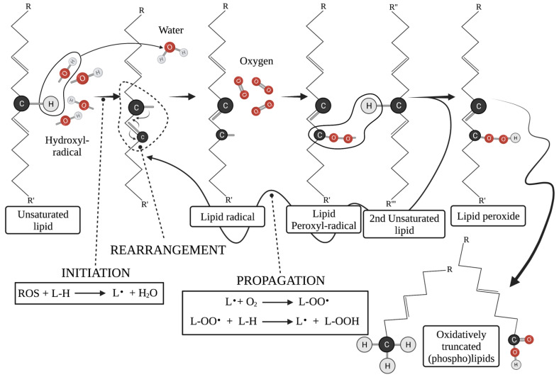 Mitochondrial Lipid Droplet Formation As A Detoxification Mechanism To