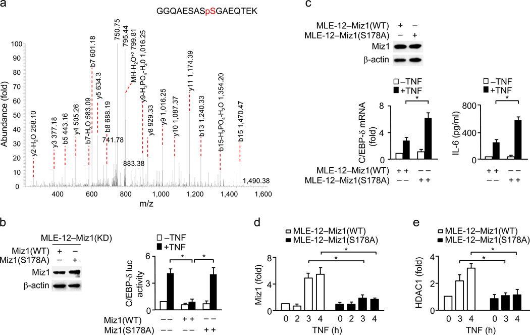 Nipsnap1 Expression Is Transcriptionally Repressed By C Myc Miz1 With