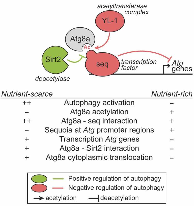 Atg8 Family Proteins Autophagy And Beyond Intechopen