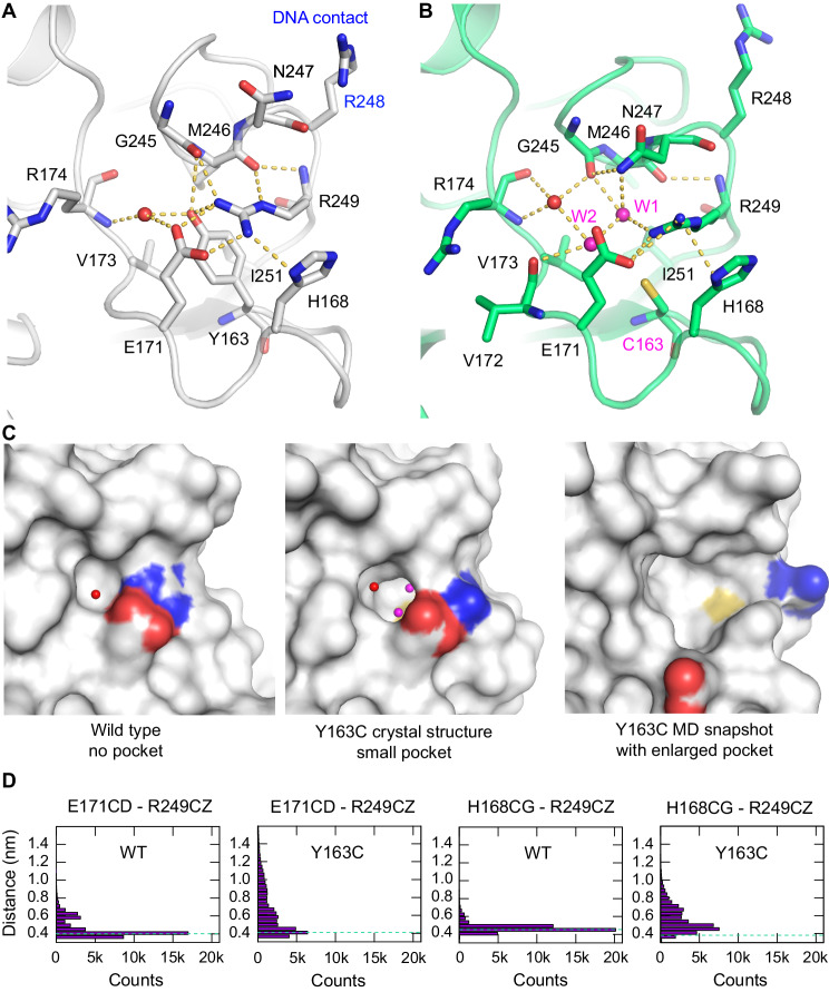 The Complexity Of P53 Stabilization And Activation