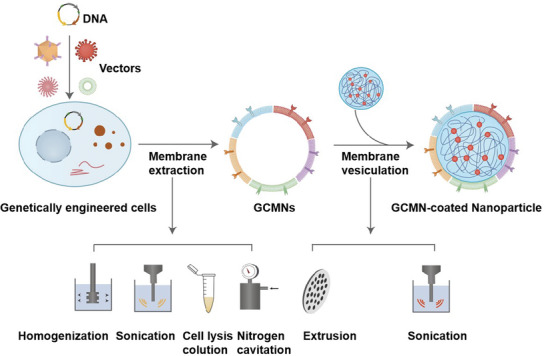 Anticancer Genetically Engineered Cell Membrane Nanovesicles Fabricated