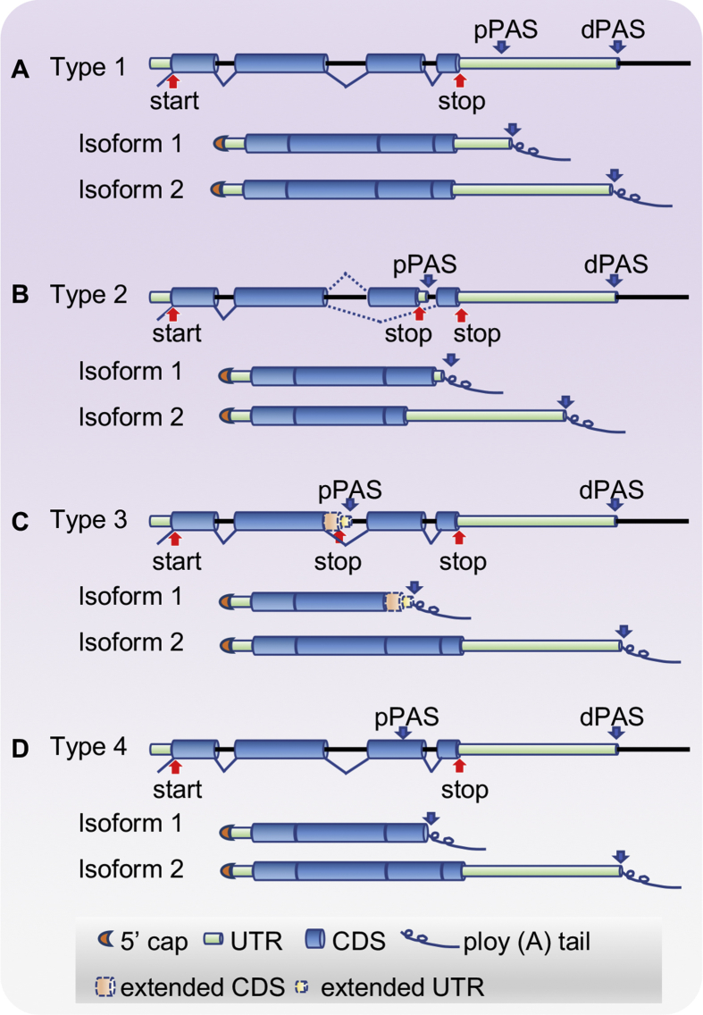 The Role Of Alternative Polyadenylation In Cellular Context Dependent