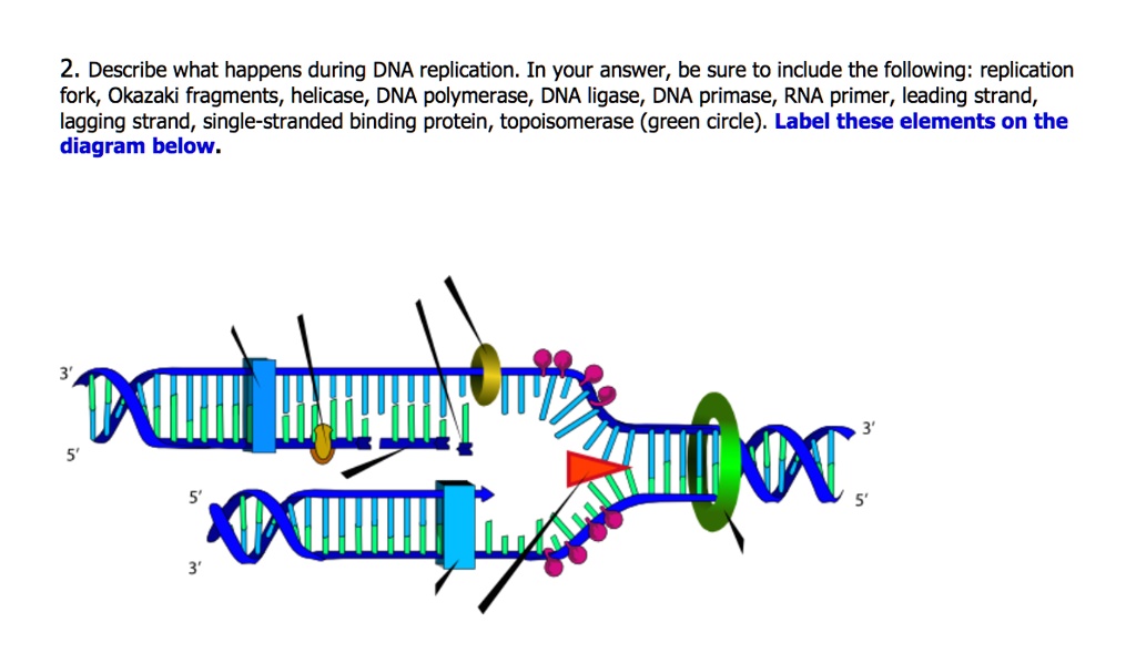 Solved Label The Parts Of The Dna Replication Fork Dna Helicase