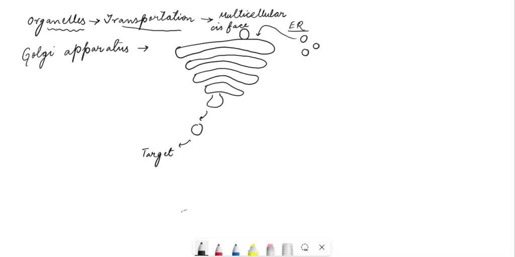 Solveda Cell Takes In Dissolved Materials By Forming Tiny Vesicles