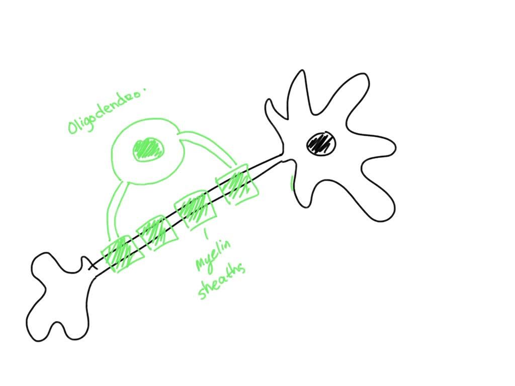 Solved This Is The Most Common Type Of Neuron Unipolar Anaxonic
