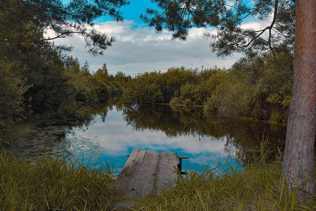Pelicanos Aves Estanque Foto Gratis En Pixabay Pixabay